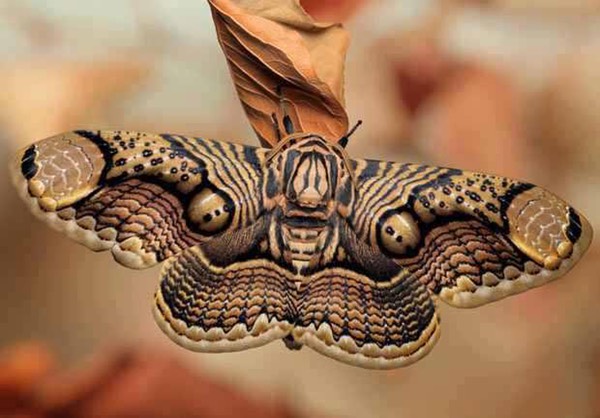 The beautiful coppery golden Brahmin Moth