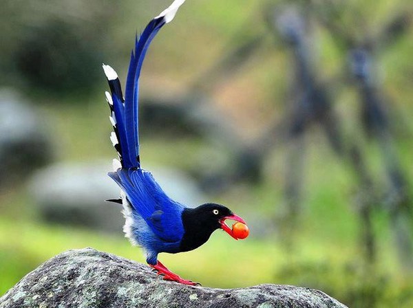 The Taiwan Blue Magpie