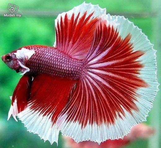 Beautiful fish