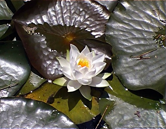 China Lotus