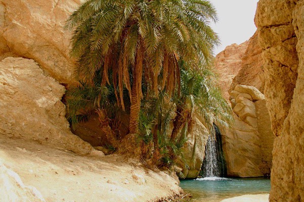 Oasis, Tunisia
