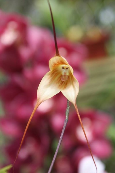 This is the rare Monkey Orchid